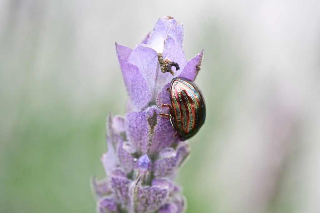 Escaravelho-do-alecrim, Chrysolina americana