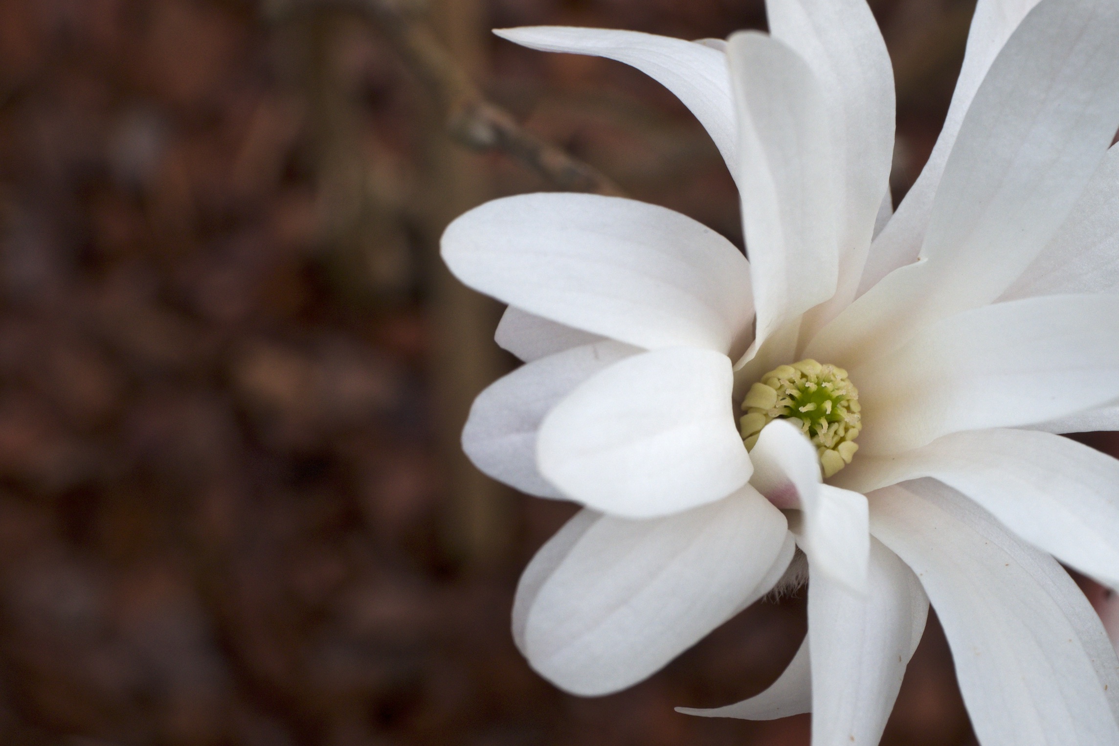 Magnolia stellata 'Royal star'