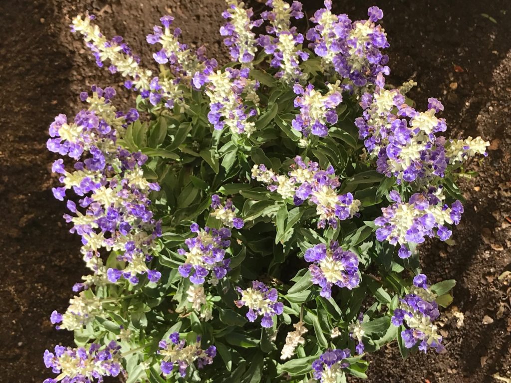 Salva, Salvia farinacea ‘SallyFun Sky Blue’?