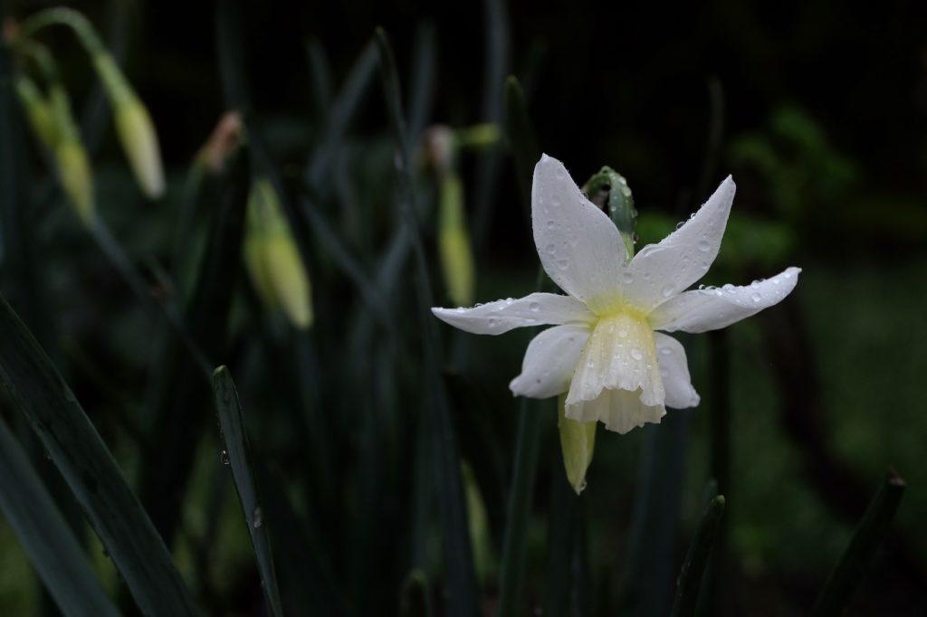 Narciso, Narcissus 'Thalia'