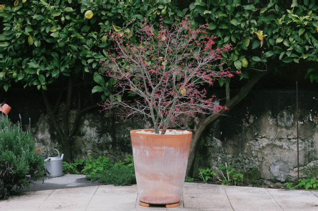 Acer palmatum ‘Beni-maiko’
