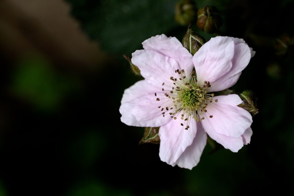 Amora, Rubus fruticosum ‘Black satin’