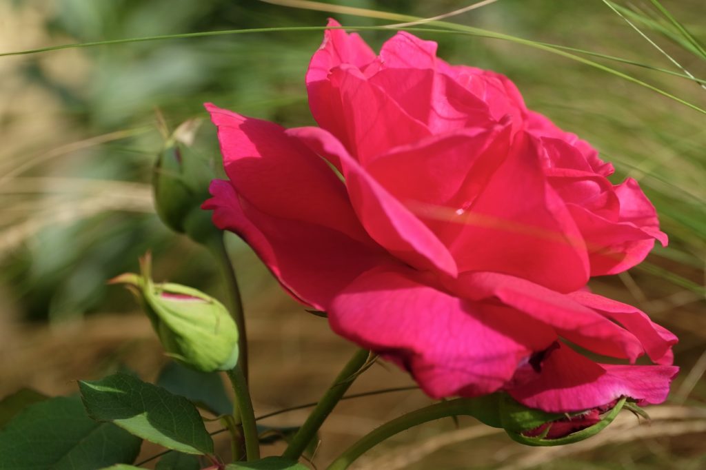 Roseira ‘Étoile de hollande’.