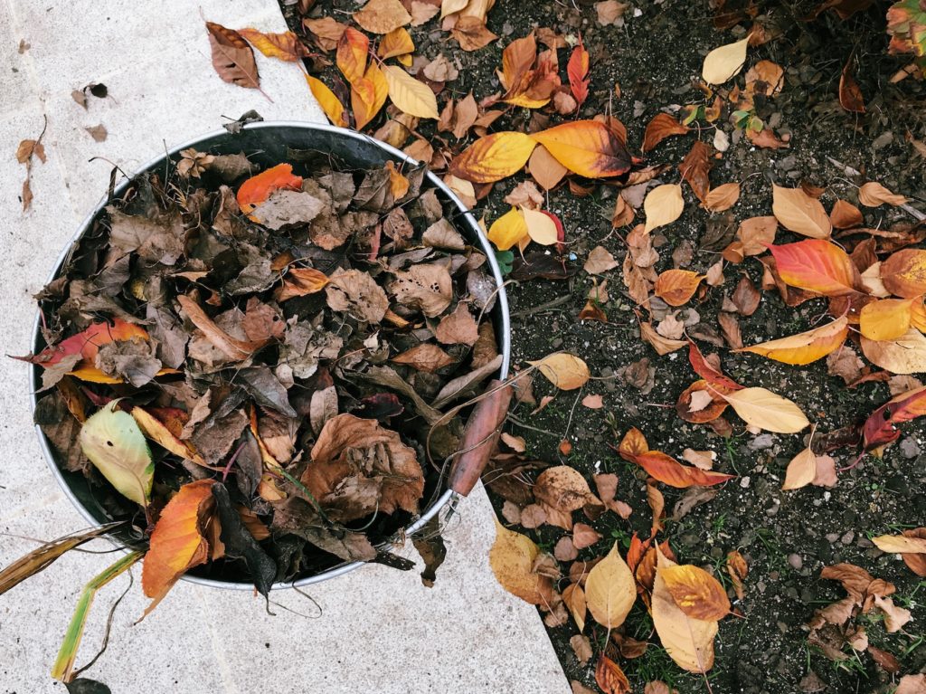 Folhas de Outono