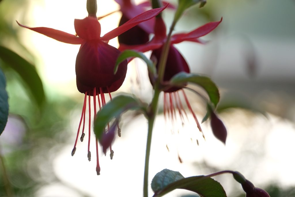 Fuchsia ‘Lady Boothby’