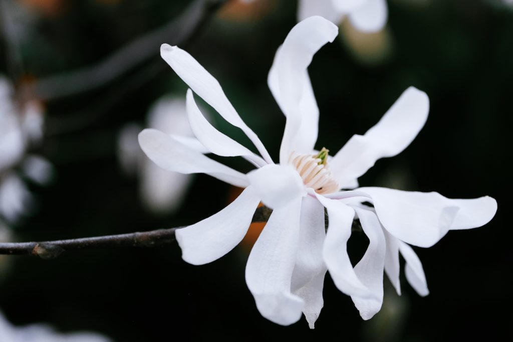 Magnólia, Magnolia stellata ‘Royal star