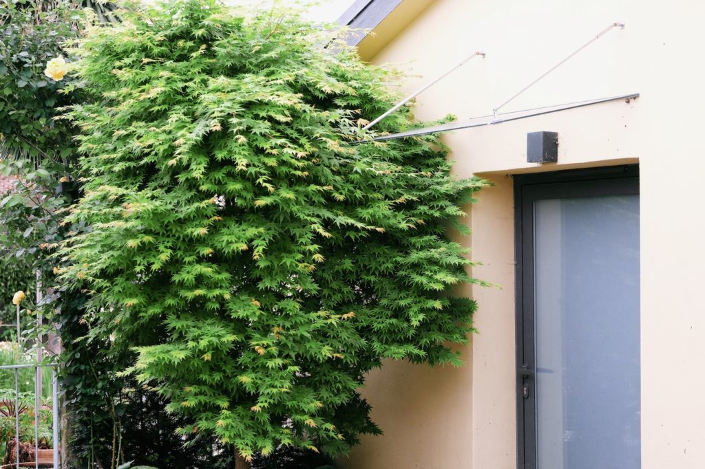 Acer palmatum 'Sango-kaku'.+