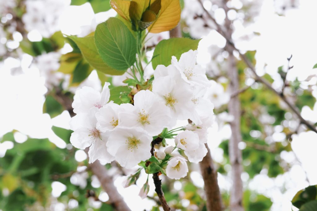Grande-cerejeira-branca 'Tai-haku'