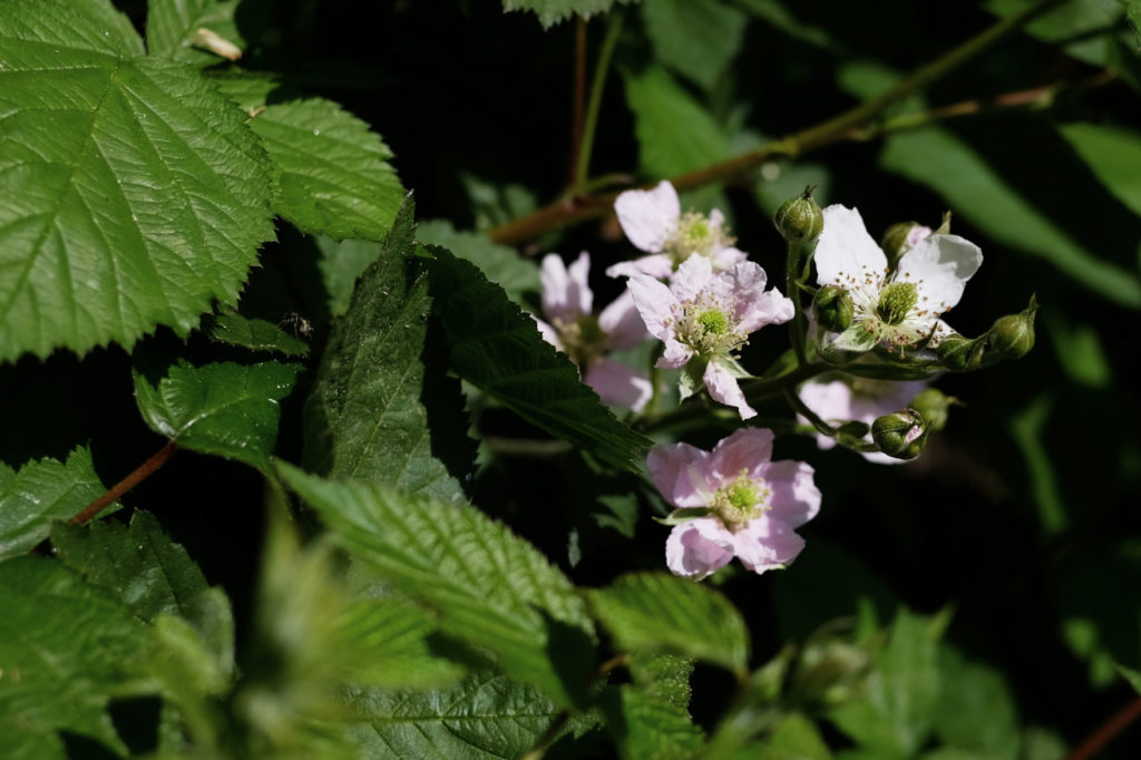 Rubus fruticosum ‘Black satin’