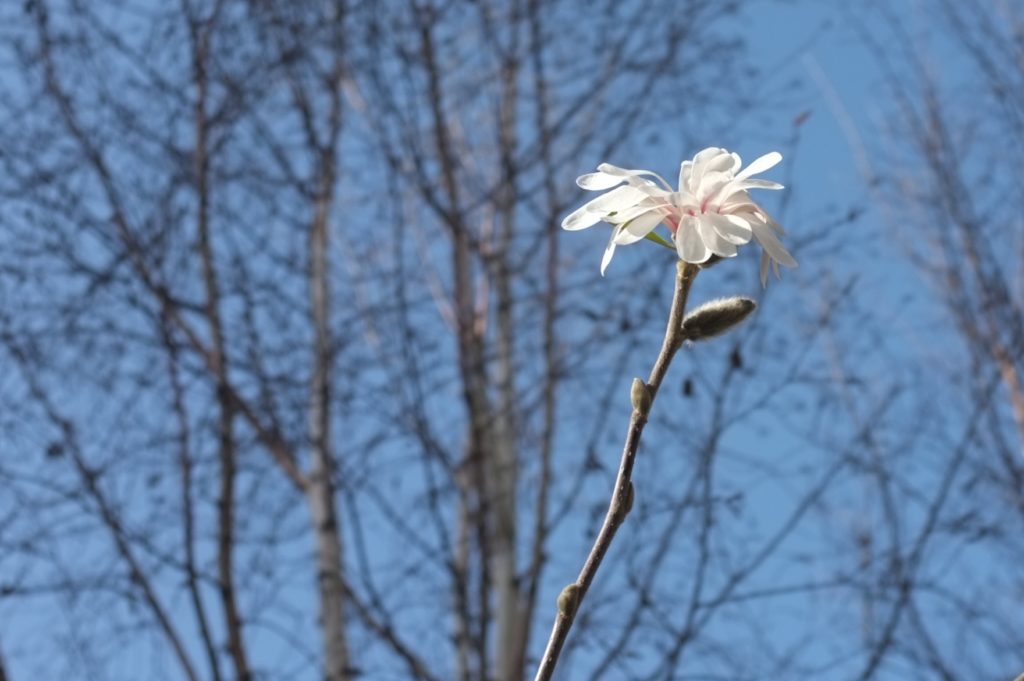 Magnólia, Magnolia stellata ‘Royal star’