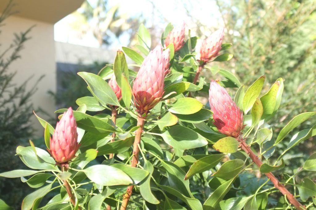 Protea cynaroides ‘Madiba’