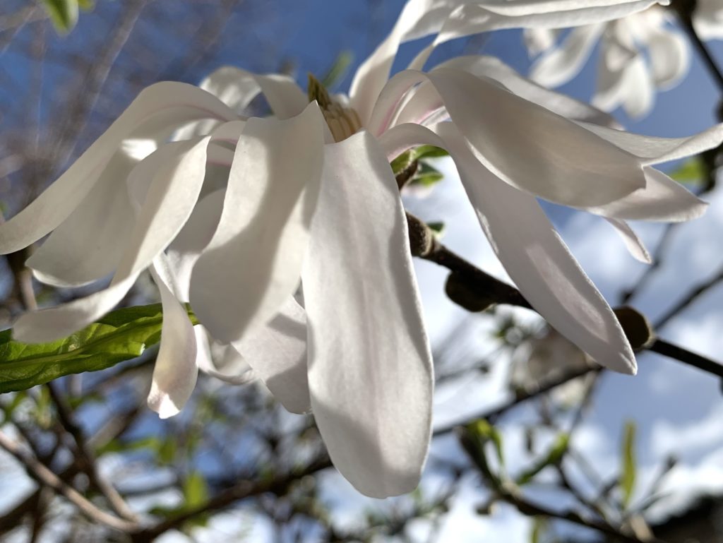 Magnolia stellata ‘Royal star’