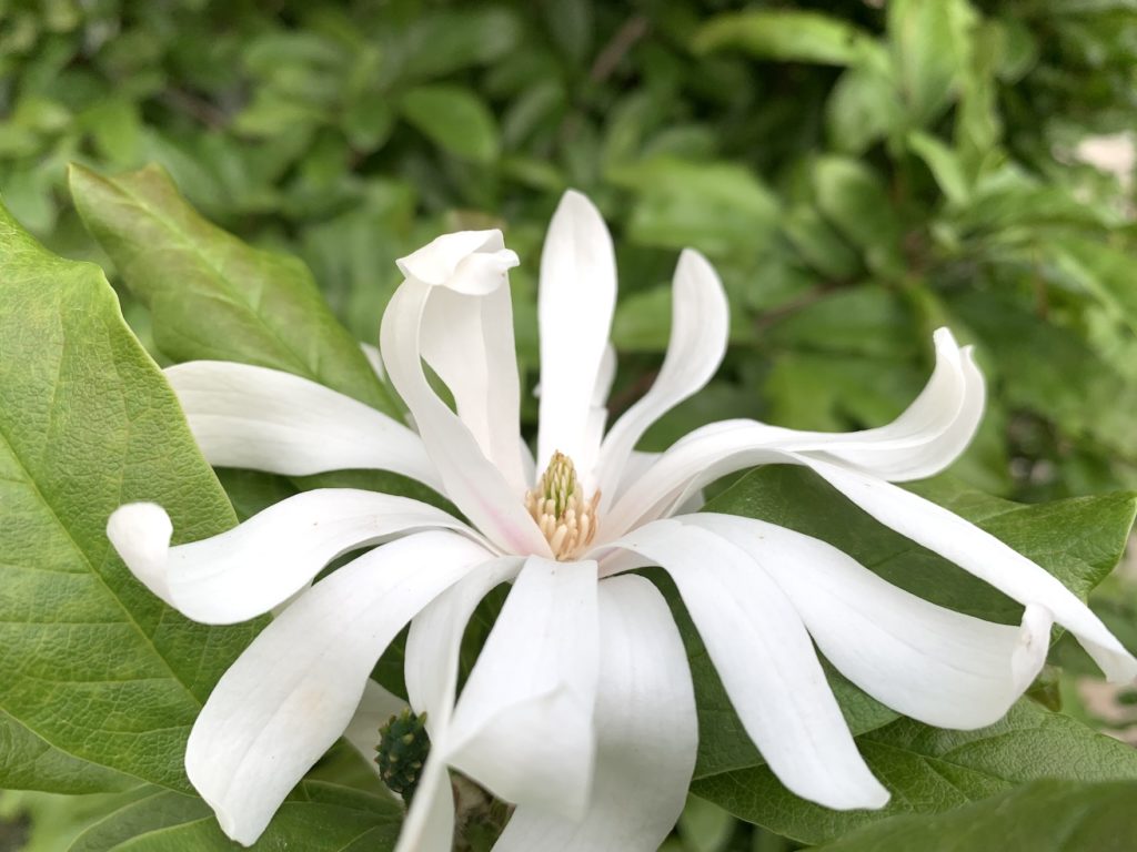 Magnólia, Magnolia stellata ‘Royal star’