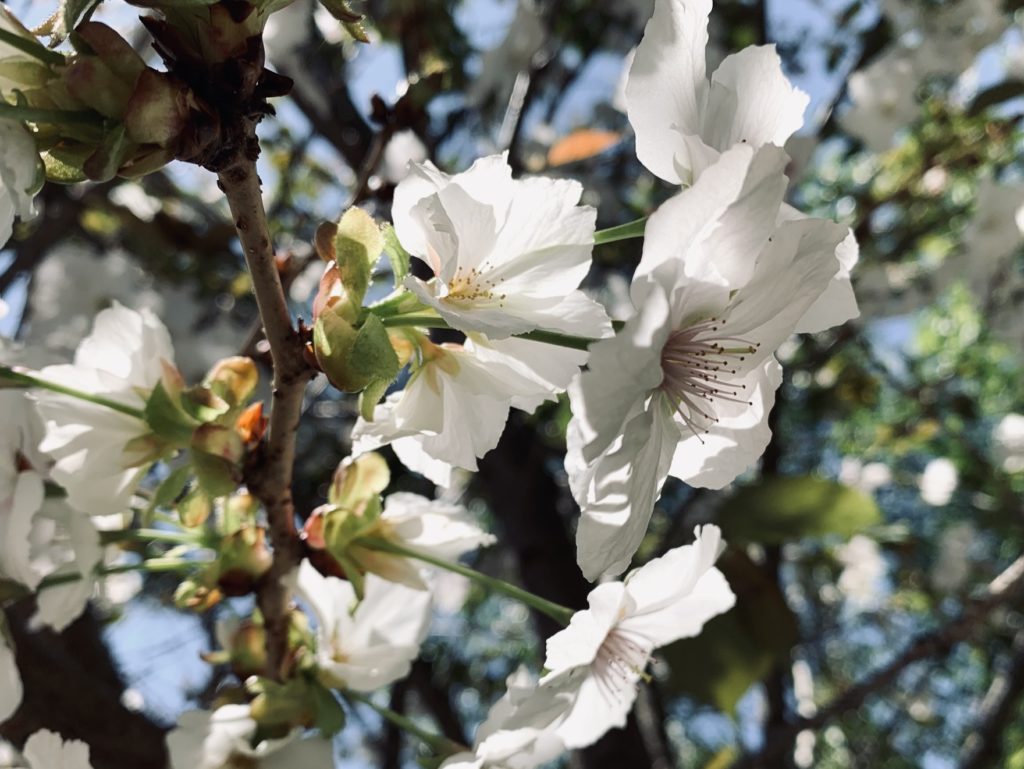 Grande-cerejeira-branca, Prunus serrulata ‘Tai-haku’