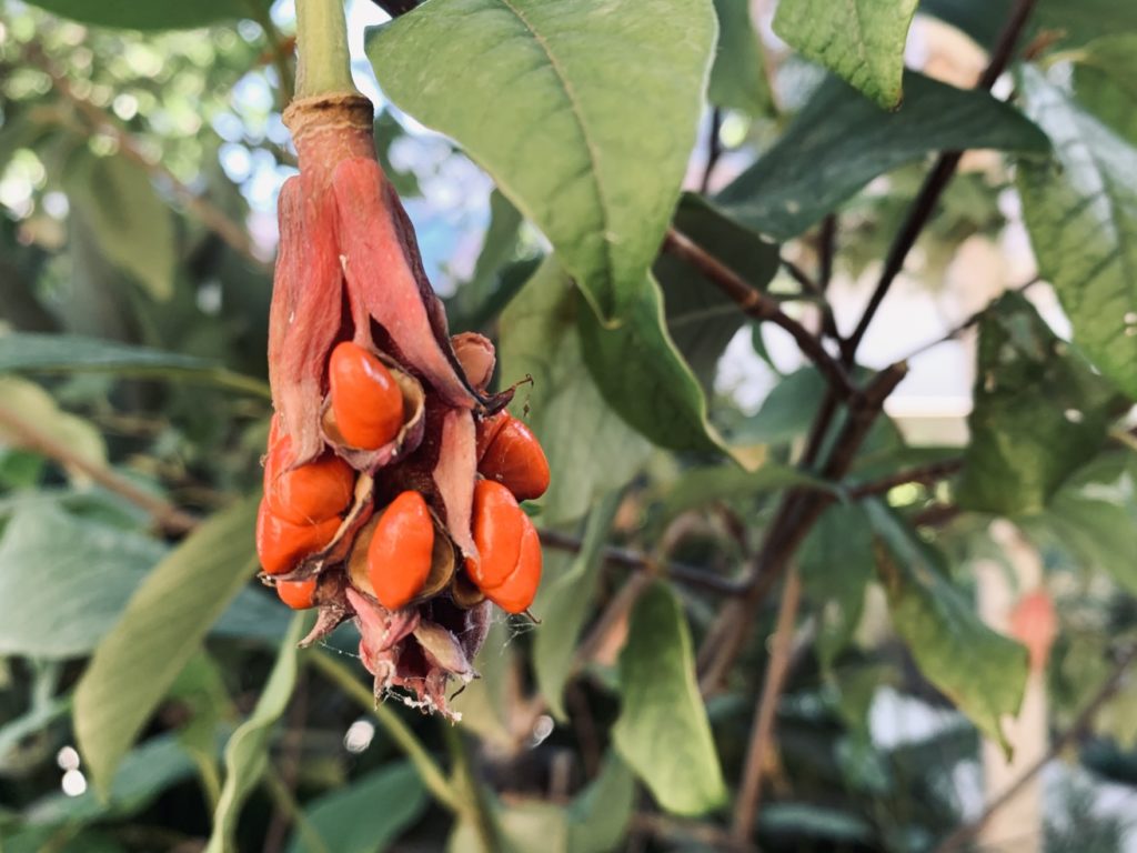 Magnolia wilsonii