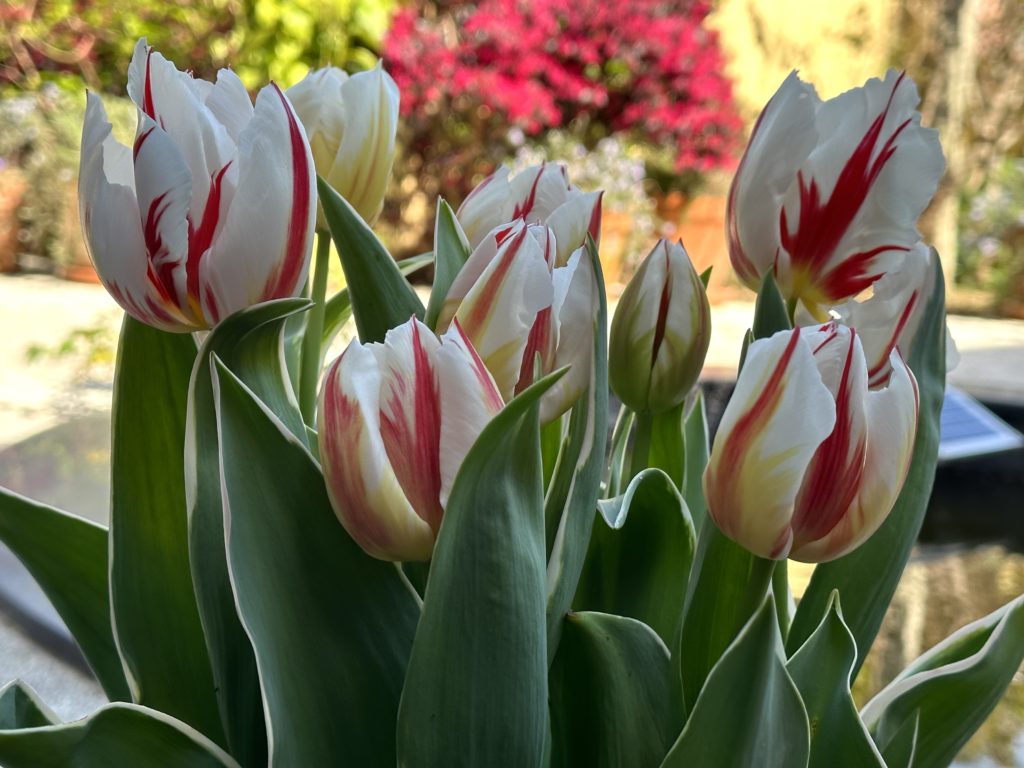 Tulipa 'Happy generation'