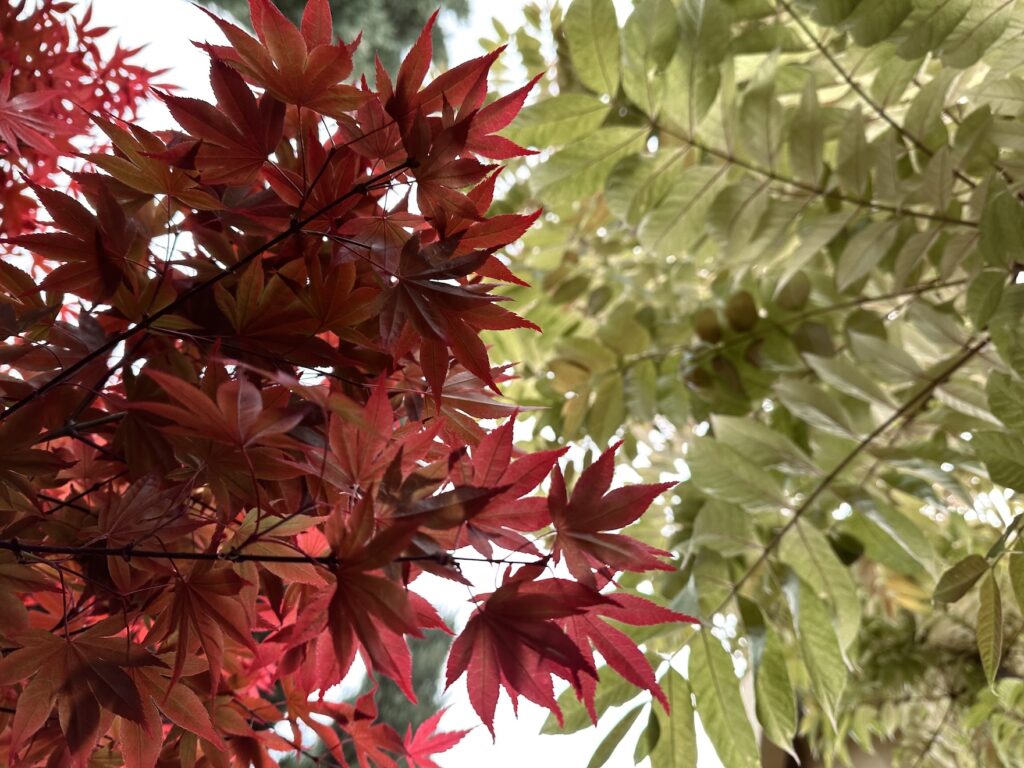 Acer palmatum 'Bloodgood'