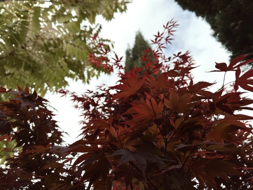 Acer palmatum 'Bloodgood'