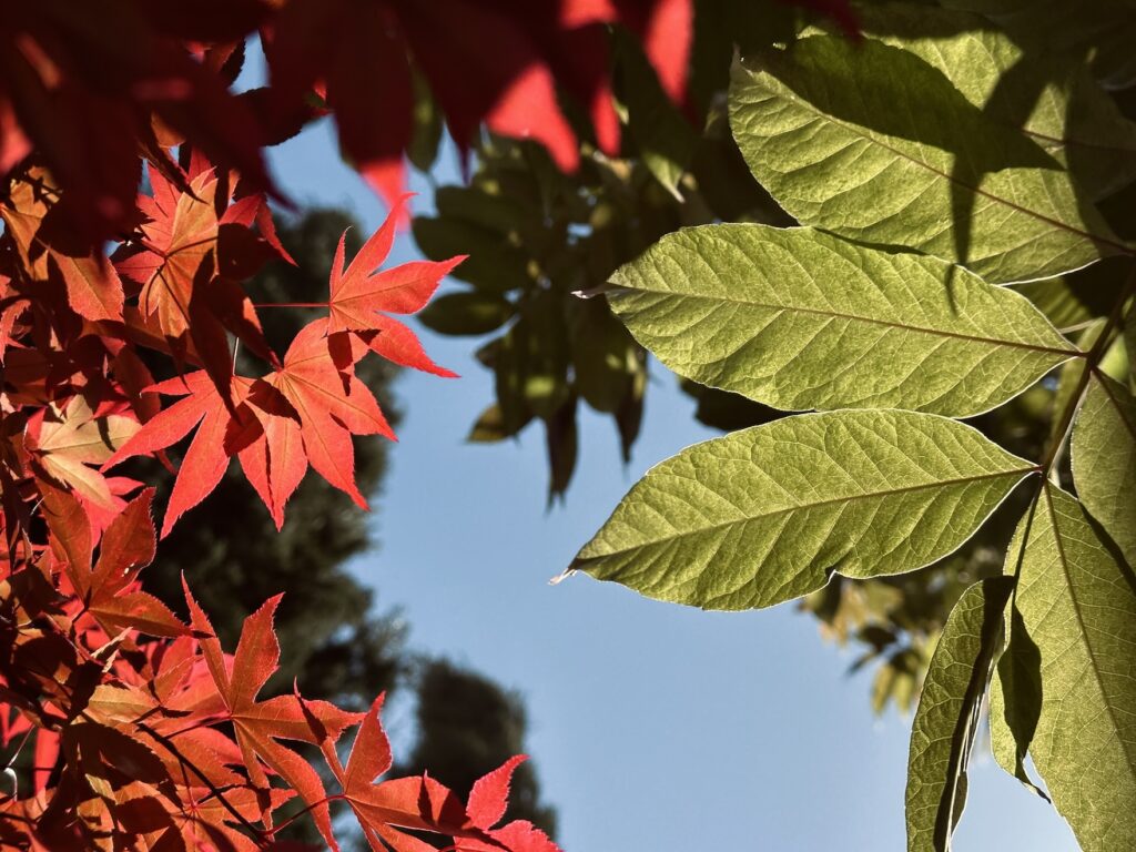 Acer palmatum 'Bloodgood'