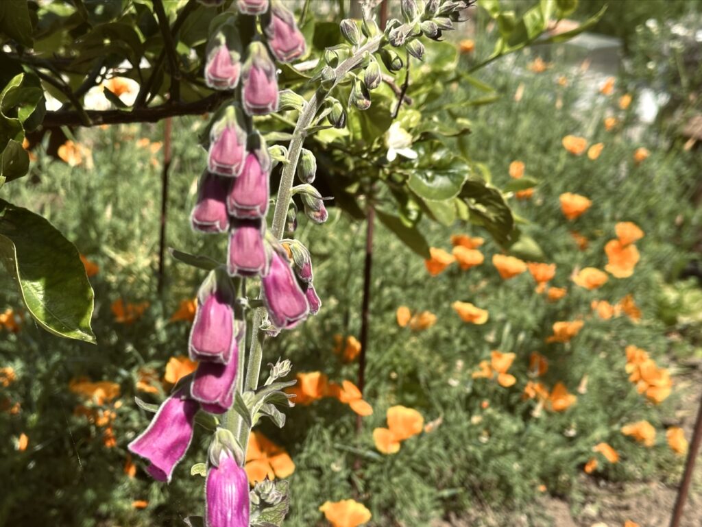Dedaleira, Digitalis purpurea