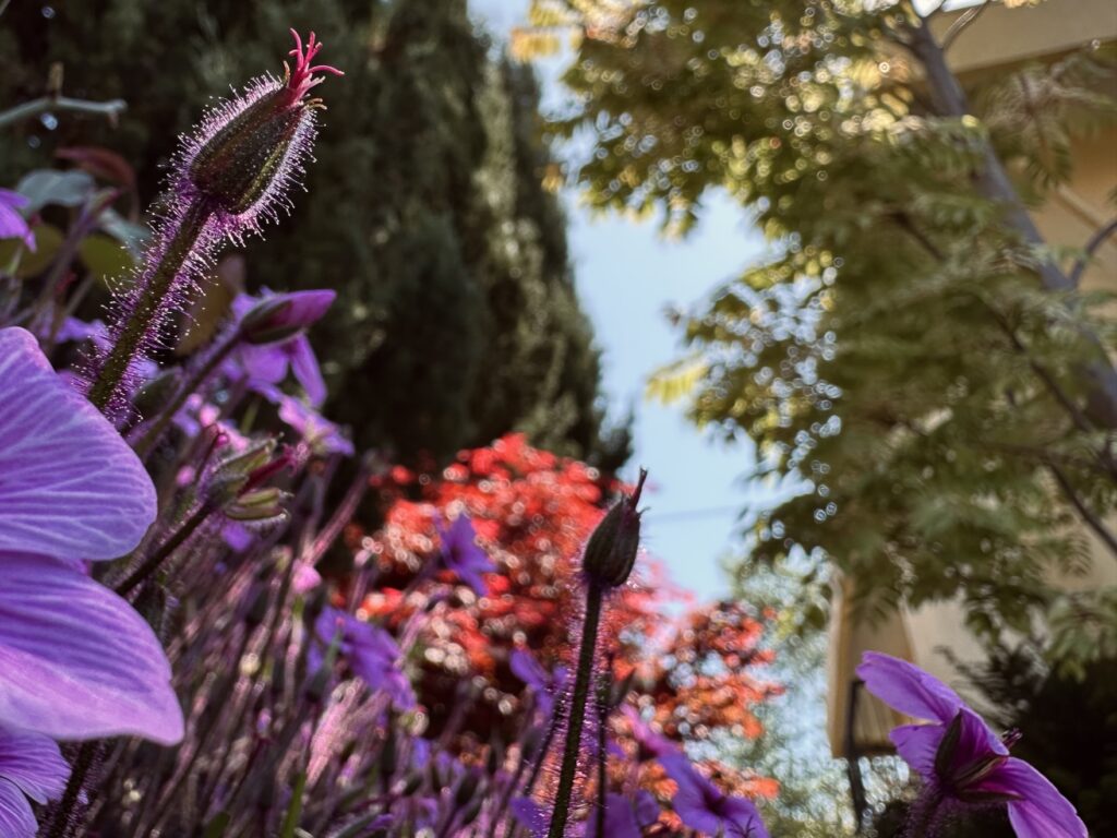 Gerânio-da-Madeira