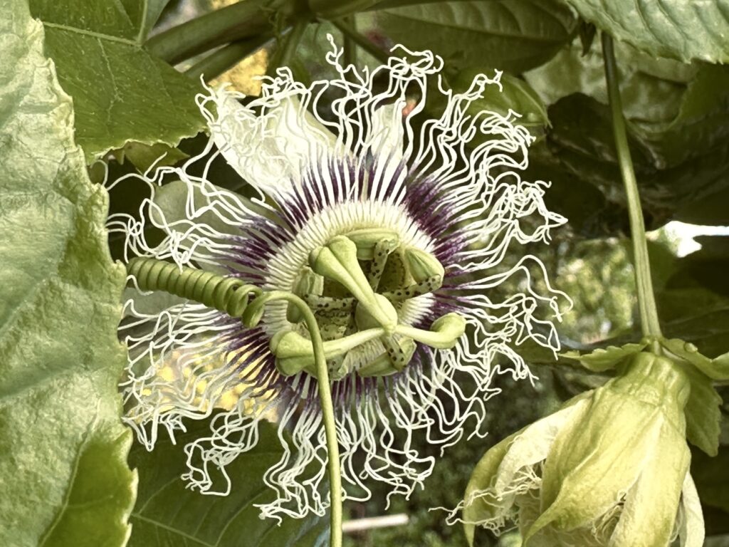 Maracujá