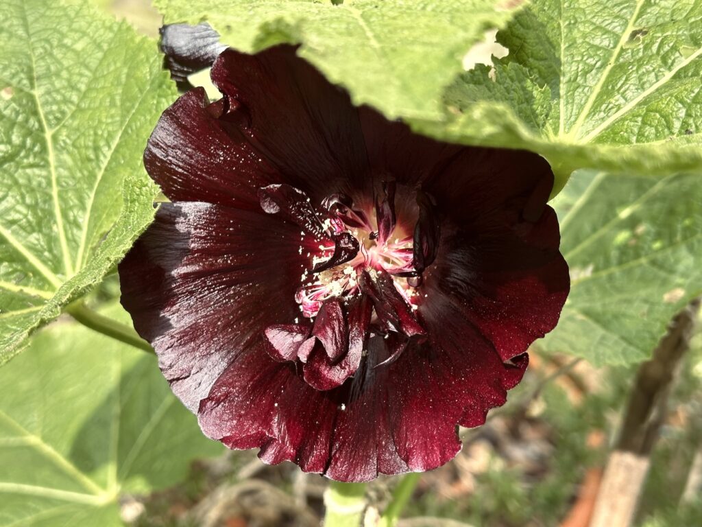 Alcea rosea 'Nigra'