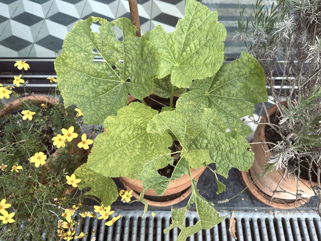 Alcea rosea 'Nigra'