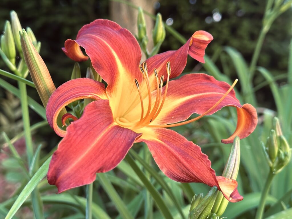 Hemerocallis ‘Autumn red’