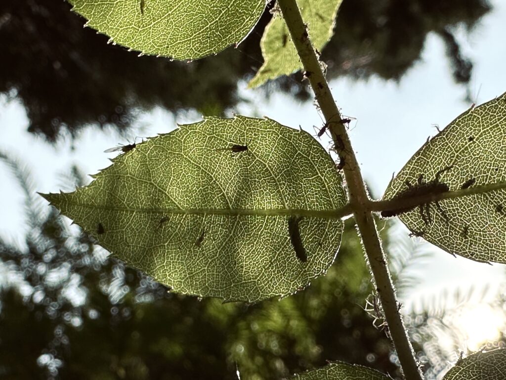Larva de Joaninha