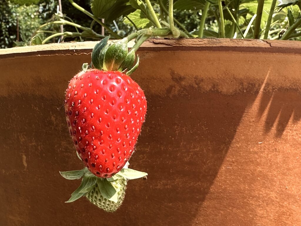 Morango