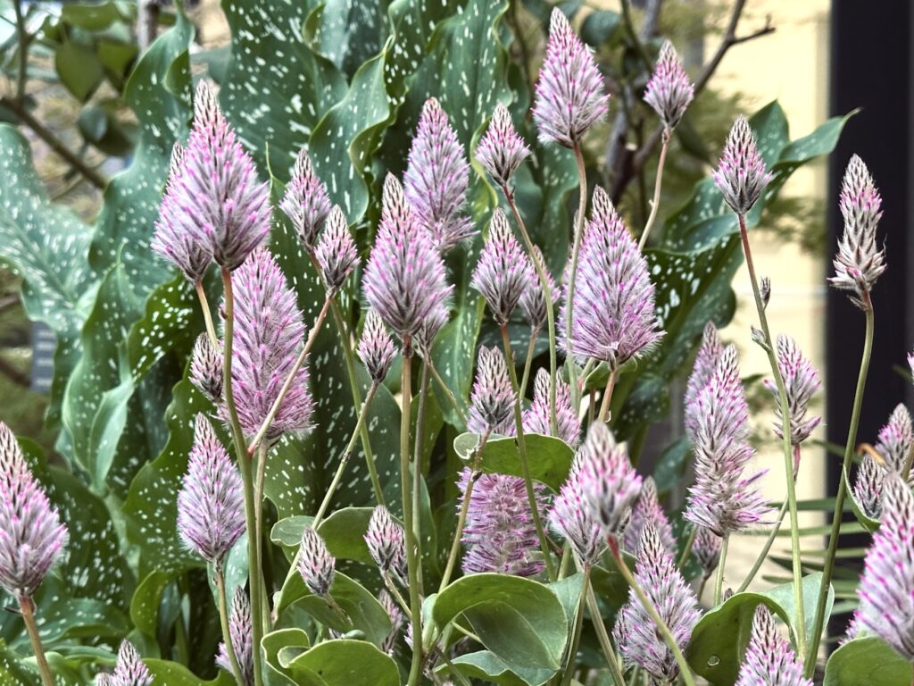 Ptilotus exaltatus