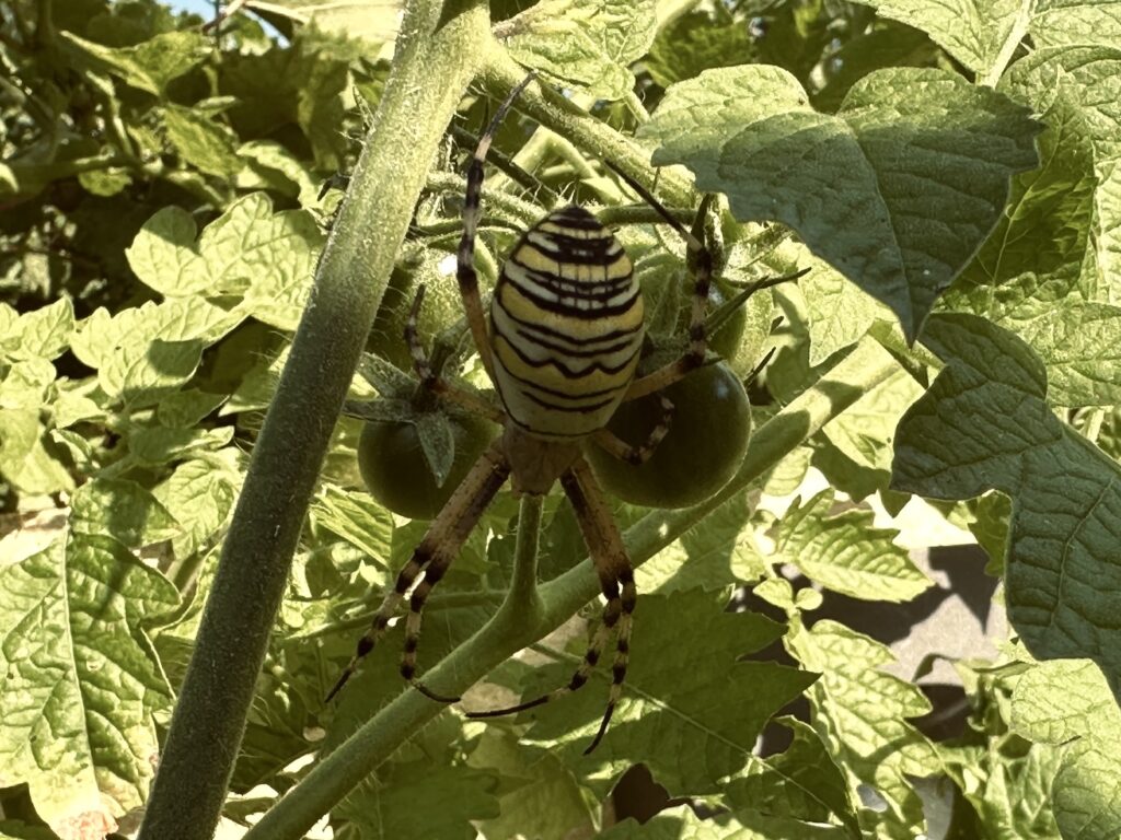 Aranha-vespa, Argiope bruennichi