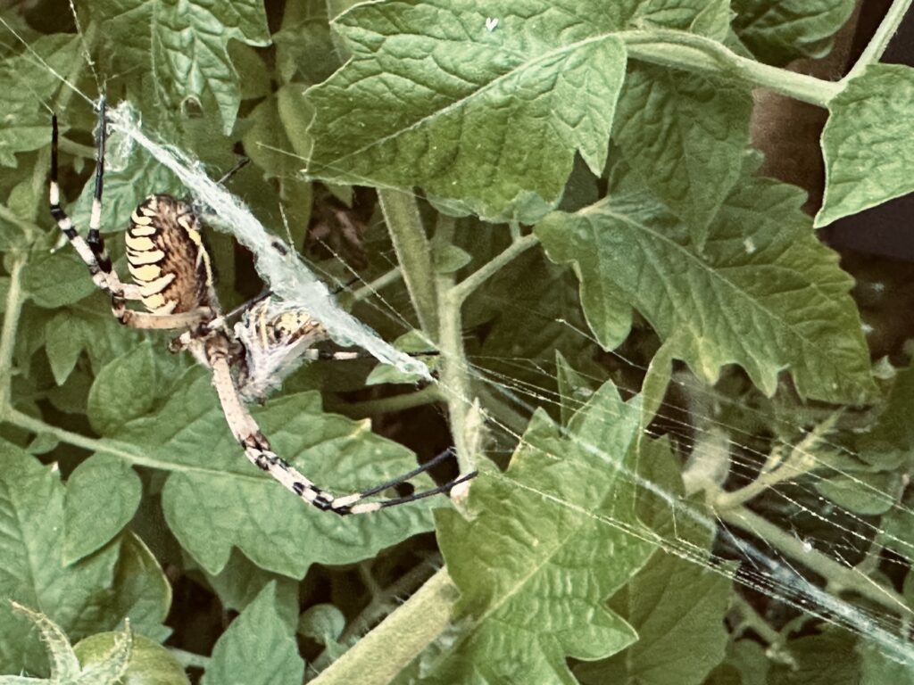 Argiope bruennichi