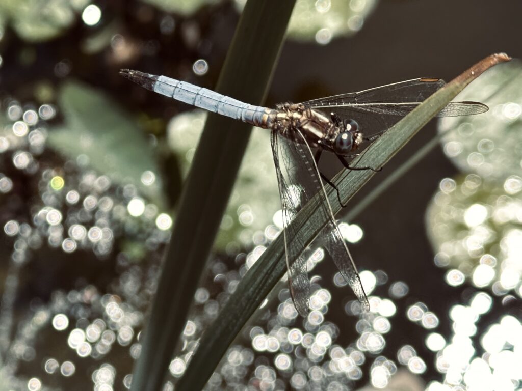 Ortétrum-dos-ribeiros, Orthetrum coerulescens