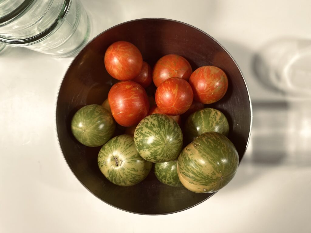 Tomate 'Tigerella' e 'Green zebra'
