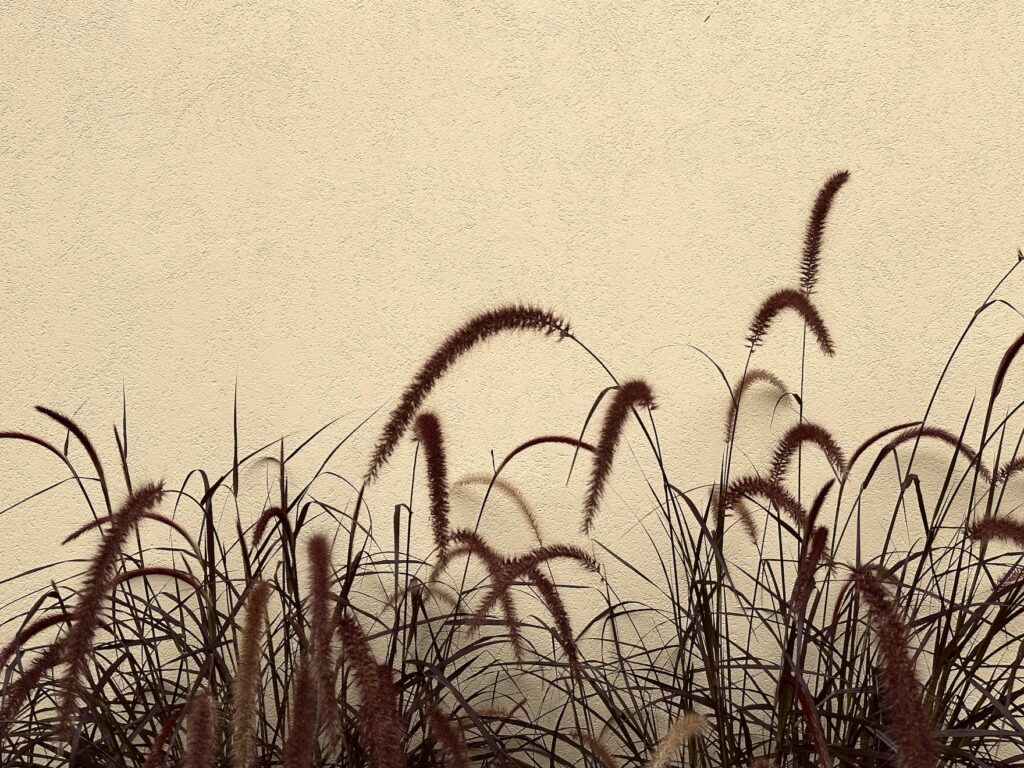 Pennisetum x advena 'Rubrum'