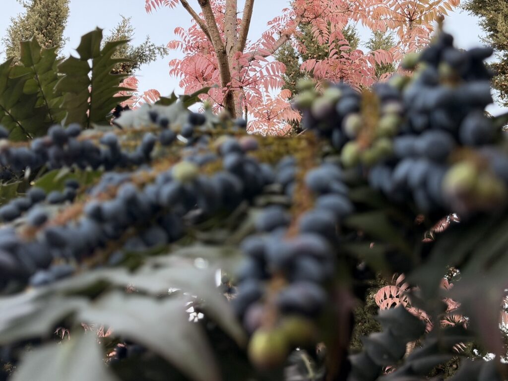Mahonia x media ‘Winter sun’