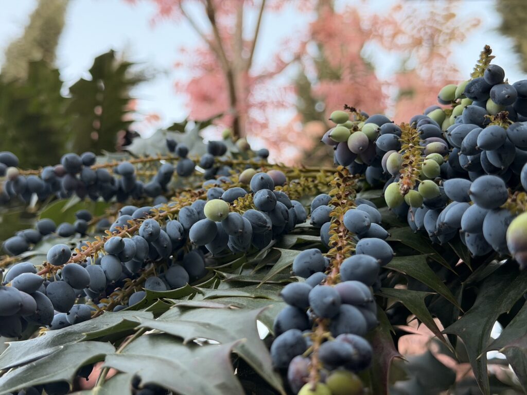 Mahonia x media ‘Winter sun’